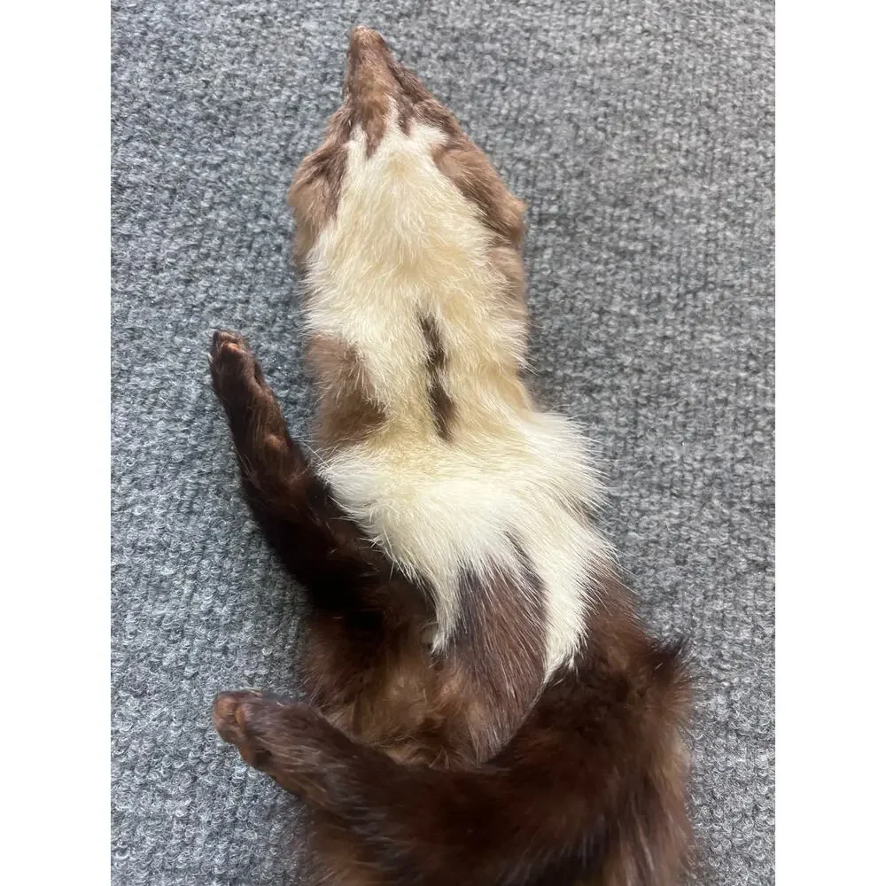 VTG Stone Marten Full Body Pelt Taxidermy w/ Paws Fur Neck Warmer Stole Scarf